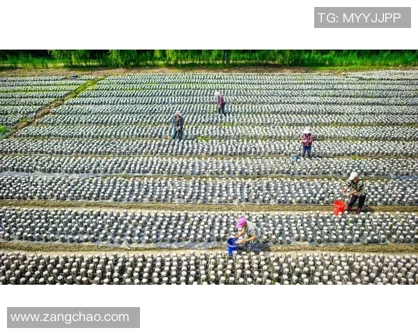 五谷丰登：探索传统农作物在现代农业中的应用与发展趋势